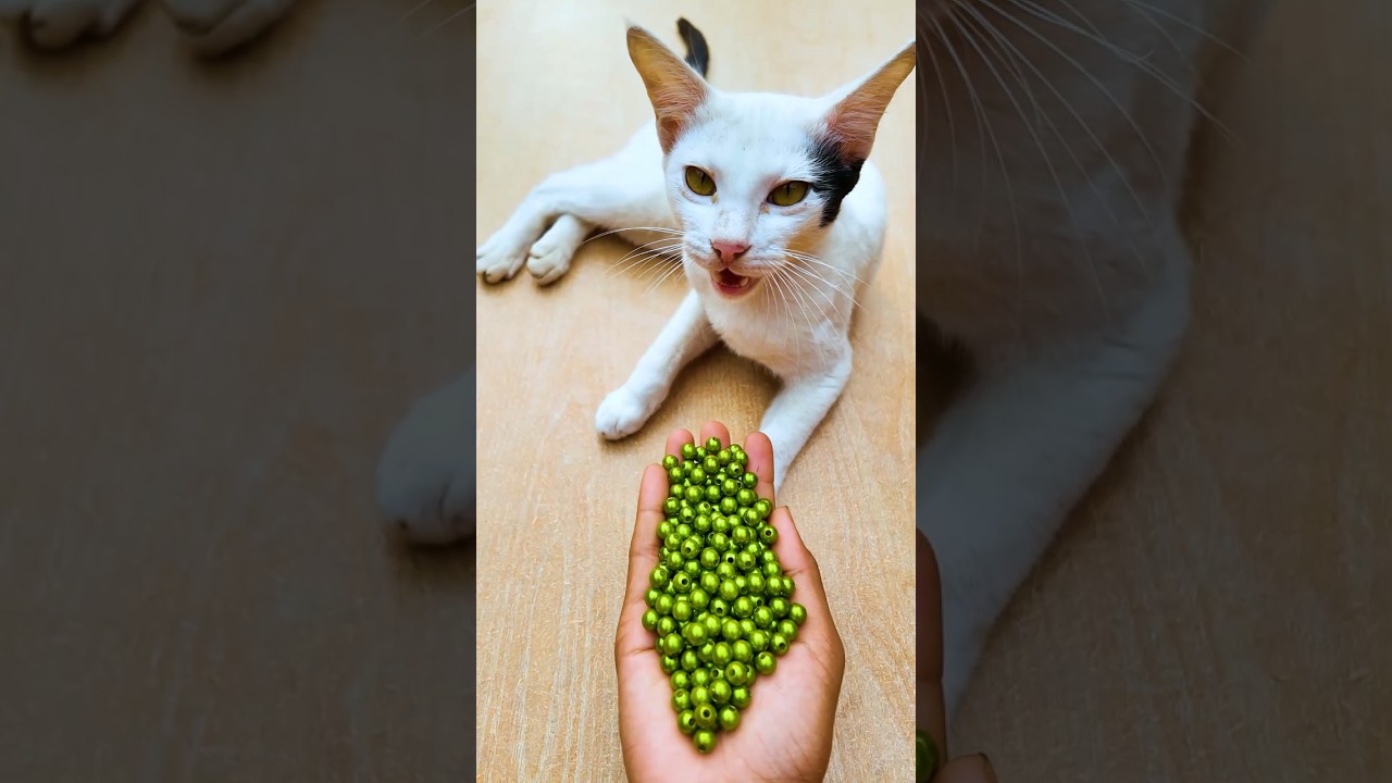 Cat Satisfying ASMR 🌈 Beads Reverse Fun#shorts #cat #asmr #beads #satisfying