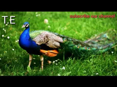download lagu mp3 mp4 Neenda Neenda Kalam Song Free, download lagu Neenda Neenda Kalam Song Free gratis, unduh video klip Neenda Neenda Kalam Song Free