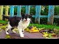 Poor Kitten Meowing Loudly After Getting Wet In The Rain Hungry Kitten Wants Food Lucky Paws