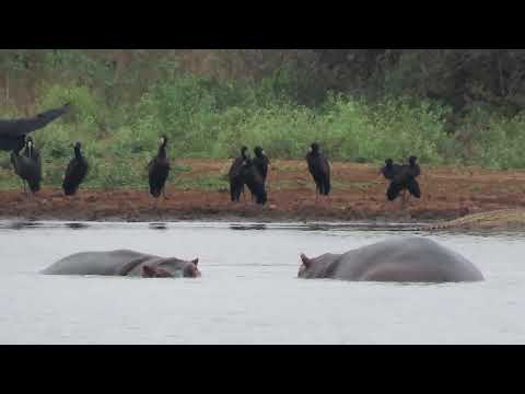 Hippos fighting at the Sunset Dam in Kruger National Park...