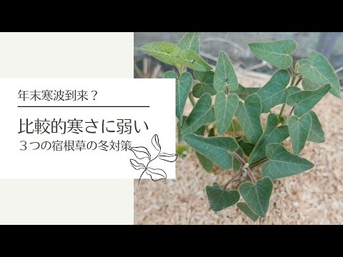 冬のマルチングのメリットとデメリットは何ですか？解読！  庭園