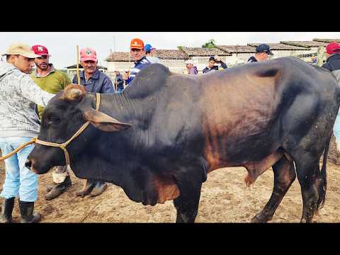 FEIRA DO GADO EM CAPOEIRAS-PE   12-06-2026  #nordeste