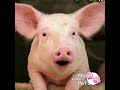 My Talking Pet