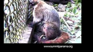 preview picture of video 'Painting Coatis at Summit Zoo Panama - Gato Solas Pintando'