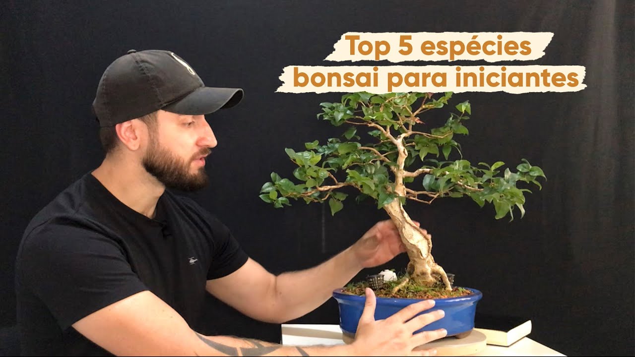Bonsai para iniciantes - Top 5 Espécies