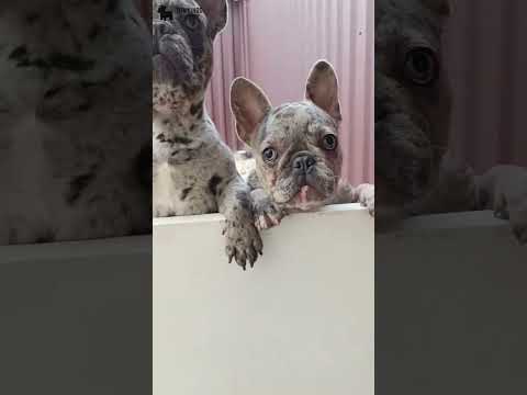 Video 2