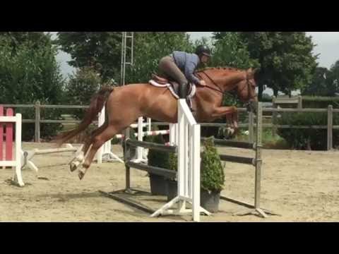 Hunter Prospect Baloubet Gelding