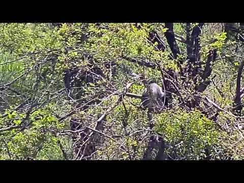 Djuma: Vervet Monkeys playing in the tree - 10:38 - 10/15/20