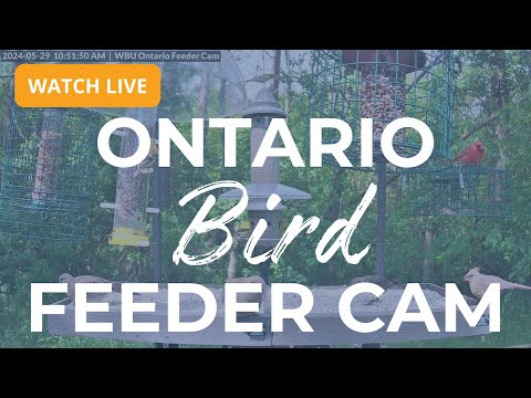 Ontario Bird Feeder Cam- The Most Colourful Birds in 4K