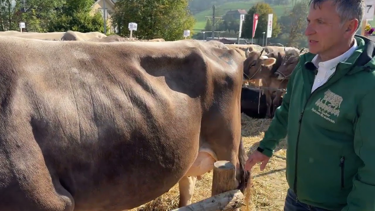 Viehschau in Urnäsch – nicht nur für Kühe ein Pflichttermin