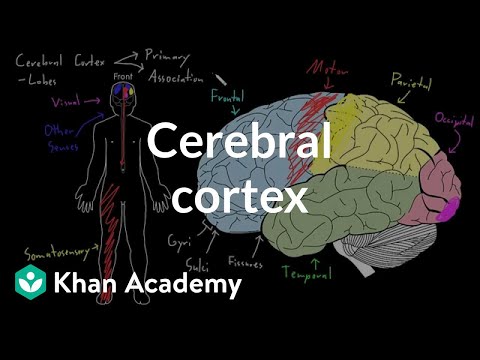 Cerebral cortex | Organ Systems | MCAT | Khan Academy