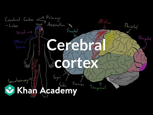 Video Pronunciation of cerebral in English