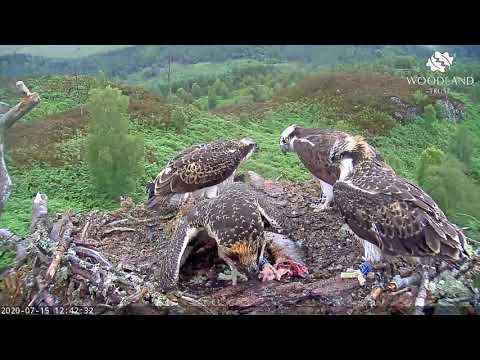 Female osprey chick steals breakfast from brothers - Loch Arkaig Osprey Cam (2020)
