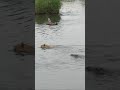 Huge Crocodile Attacks Male Lion