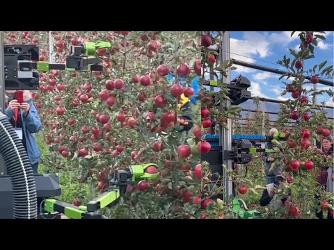 Automatic Robotic apple picker.Robotic Apples Picking Platform.The Laimburg Research Center Italy.
