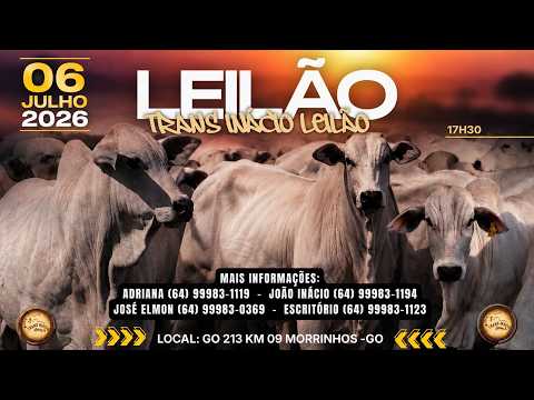 Leilão de Gado em MORRINHOS-GO, 12/07/2026  TransInácio Leilão - 18:00 Hs - Presencial e virtual.