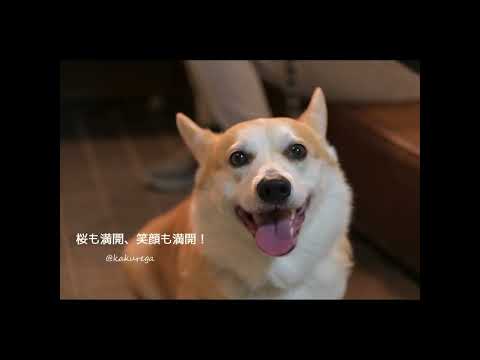 庭にリラクゼーションスペースを作るにはどうすればよいですか？快適で親密な空間をつくる5つのポイント  庭園