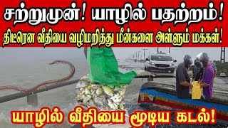 Download lagu #breakingnews🔴யாழில் இன்று பரபரப்பை ஏற்படுத்திய காரைநகர் பாலம்!வீதியை மறித்து மீன்கள் அள்ளும் மக்கள் mp3