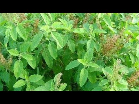 5 Tips to Take Care of Tulsi Plant in Winter Season #youtubeshorts #shortsviral #viralvideos .