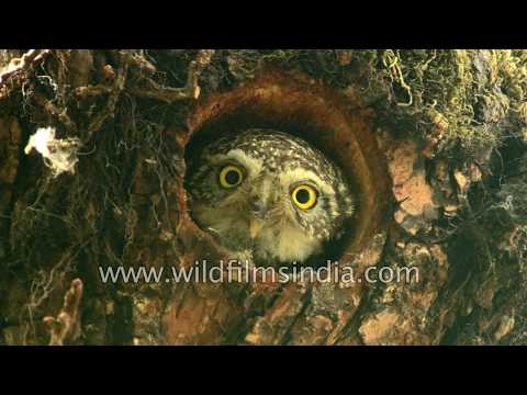 Owlet cutely bats its eyelids, flies in and out of nest-hole