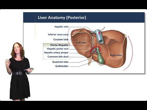 Digestive System: Pancreas Liver & Gallbladder