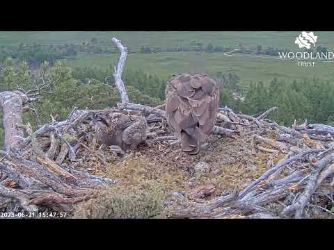 Mum and chick work together to tidy Loch Arkaig Osprey Nest One - with no tantrums! 21 Jun 2023