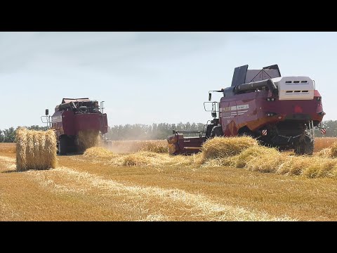Хозяйства трех районов Гомельщины начали уборку зерновых видео