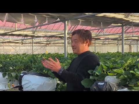 コンドウ農園実証インタビュー（イチゴ）