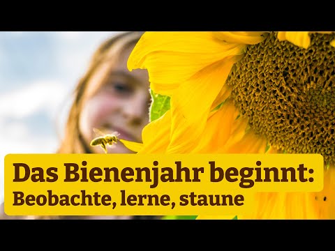 Bienenstunde: Das Bienenjahr beginnt. Beobachte, lerne, staune!
