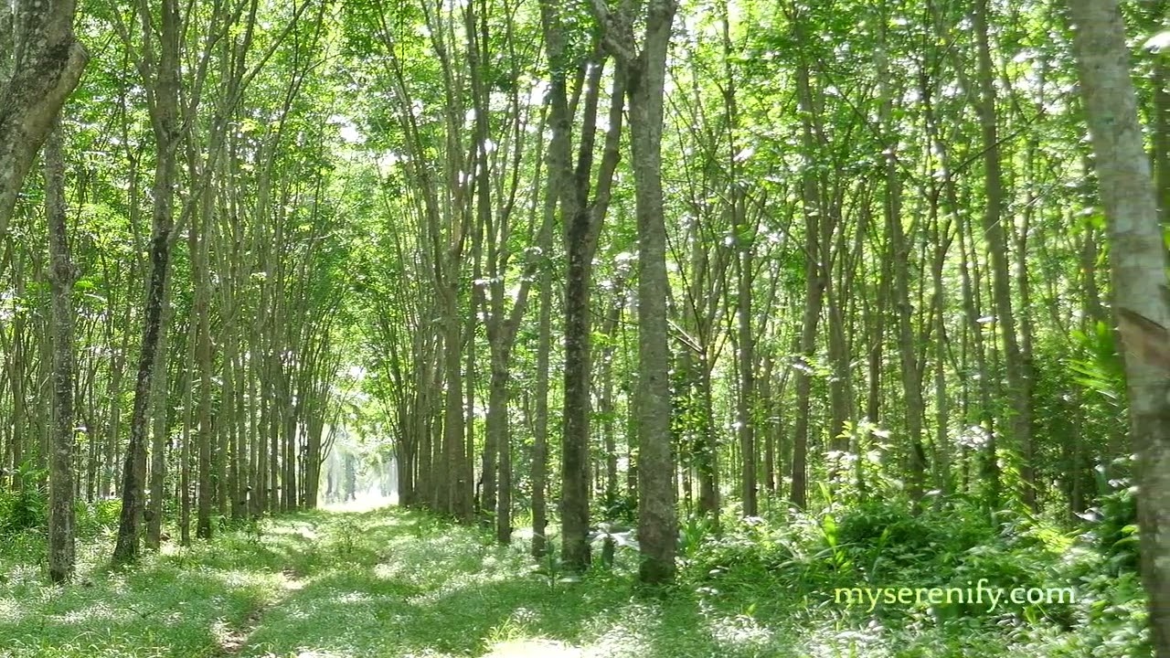 Comparing MySerenify and Headspace: Which App Suits Your Meditation Needs?