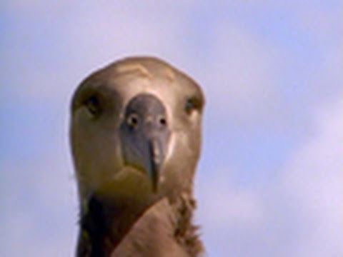 Tiger Shark vs. Albatross | National Geographic