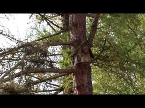 Der Kleiber ( Sitta europaea ) auch als Spechtmeise bezeichnet