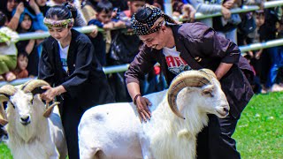 Download lagu FINAL OF THE 2025 PRESIDENTIAL CUP GARUT SHEEP CONTEST‼️🔥 mp3