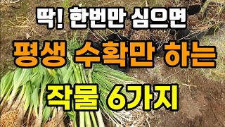 한번 심어 평생 키워먹는 재배가 쉬운 작물 6가지 4월부터 심어요