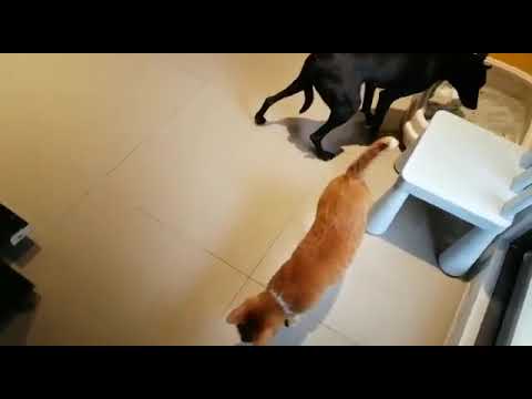 Adopt Mary’s Doggies - Lucina meeting cats