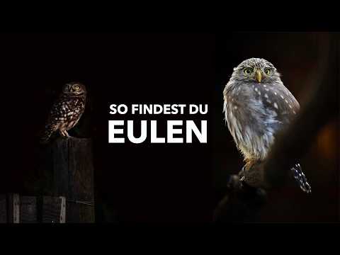 Photographing owls – how to find tawny owls, eagle owls & co