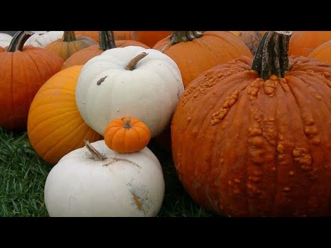 Dovleacul - unul dintre cele mai valoroase alimente ale toamnei