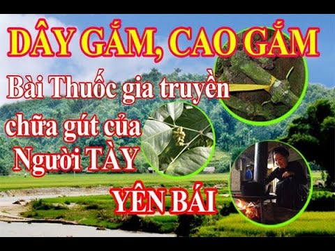 Tất tần tật về dây gắm - Dây gắm trị bệnh gì?