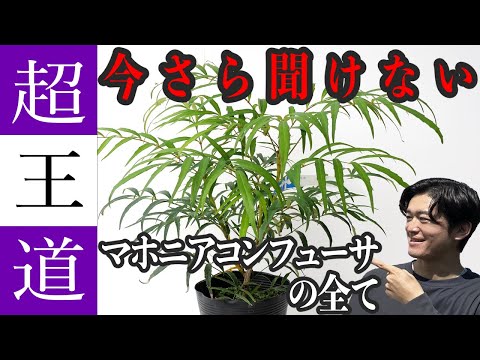 コンテナ・ポット用開花標準茎 庭の練習