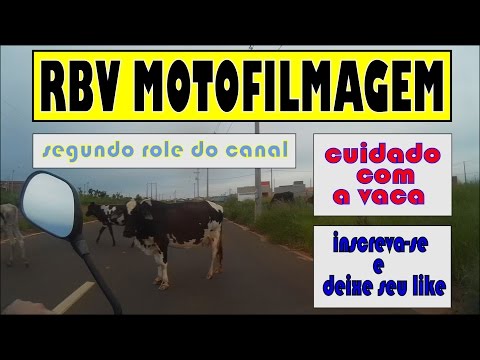 CUIDADO COM A VACA !