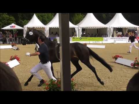 OlHPrA Con Carna von CANOSO - Elitestutenschau Rastede