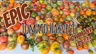 Epic Tomato Harvest From Just a Few Beds! 🍅