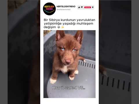 Bir Sibirya kurdunun yavruluktan yetişkinliğe yaşadığı muhteşem değişim 🐺✨ @rednordics