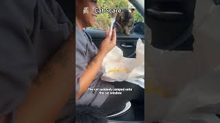 Funny cat scare people #cat #funny #viral #cat #funnycats #catvideos #cutecat #catscared