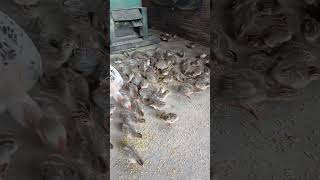 muito pintinho de galinha da angola