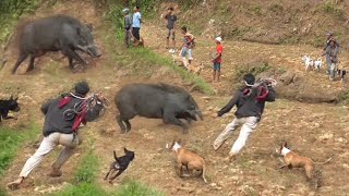 Download lagu P3MBURU NEKAD M3NG3J4R & M3MUKUL B4B1 HUTAN DI SAWAH || BEST & TOP WILD BOAR HUNTING || EPS1 || mp3