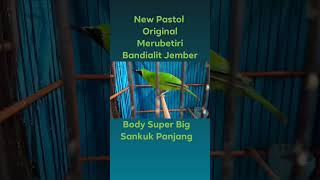 Download lagu Ijo Original Merubetiri Bandialit Jember & khas Suara Aslinya. mp3