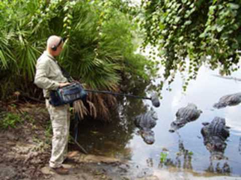 Chris Watson - At Dusk (Funny Hippo Field Recording)