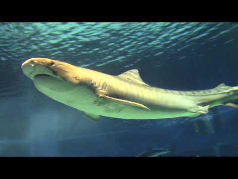 Tiger Sharks at Okinawa Churaumi Aquarium イタチザメ　沖縄美ら海水族館
