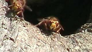 guard hornets at nest entrance (vespa crabro)